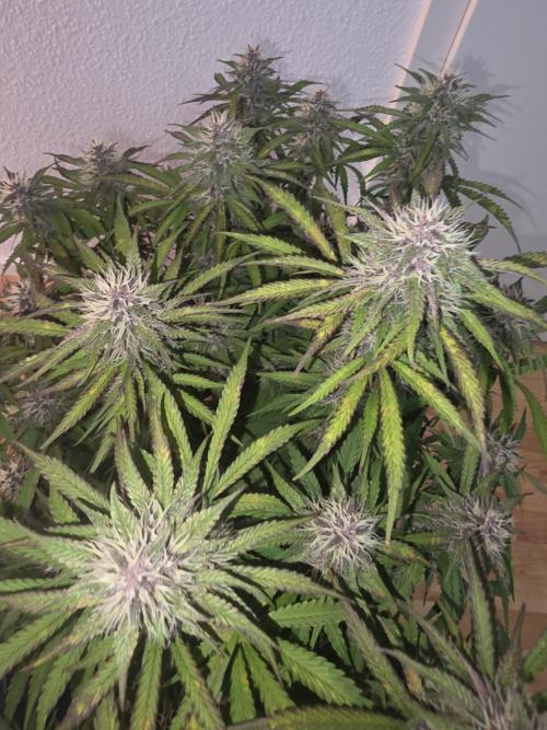 Fastbud Auto Mixed Zelt. Week 9