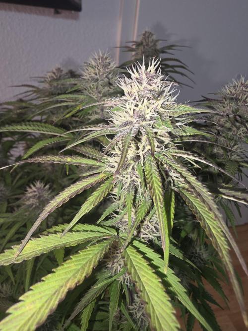 Fastbud Auto Mixed Zelt. Week 9