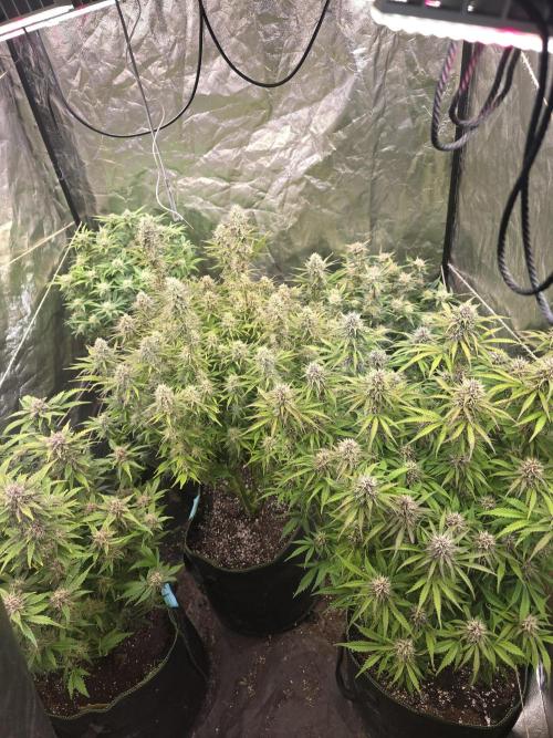 Fastbud Auto Mixed Zelt. Week 9