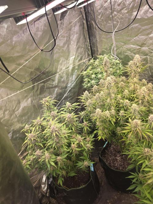 Fastbud Auto Mixed Zelt. Week 9