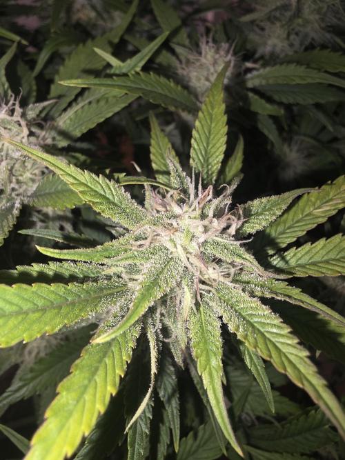 Fastbud Auto Mixed Zelt. Week 9