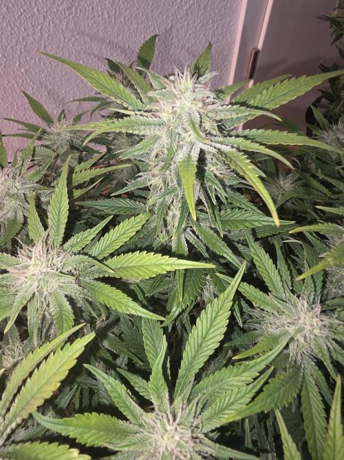 Fastbud Auto Mixed Zelt. Week 9