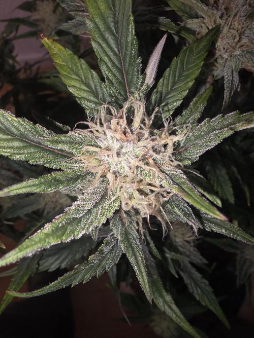 Fastbud Auto Mixed Zelt. Week 9