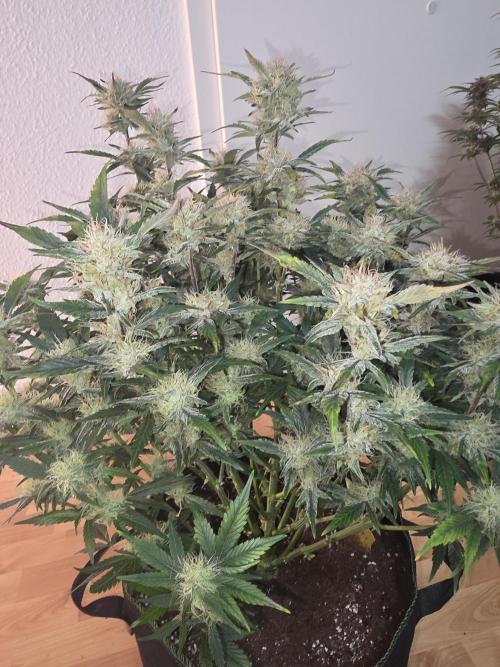 Fastbud Auto Mixed Zelt. Week 9