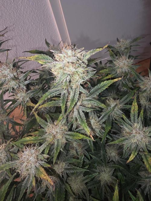 Fastbud Auto Mixed Zelt. Week 9