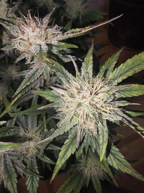 Fastbud Auto Mixed Zelt. Week 9