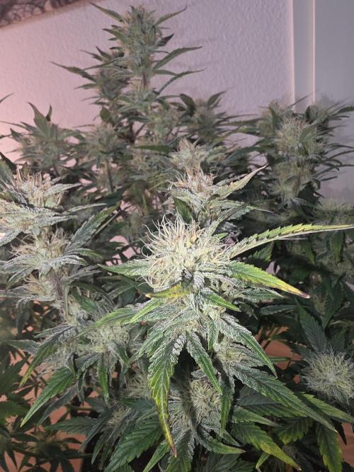 Fastbud Auto Mixed Zelt. Week 9