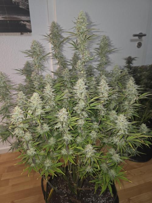 Fastbud Auto Mixed Zelt. Week 9