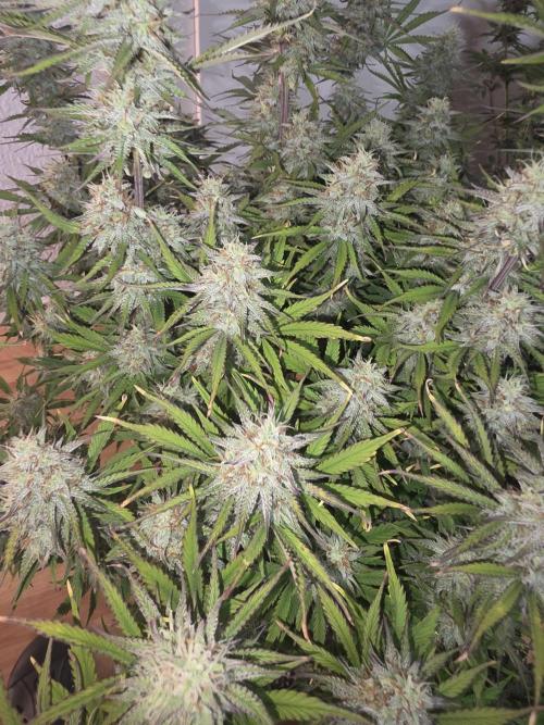 Fastbud Auto Mixed Zelt. Week 9