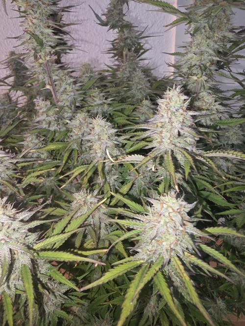 Fastbud Auto Mixed Zelt. Week 9