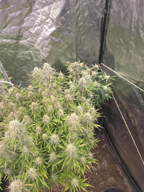 Fastbud Auto Mixed Zelt. Week 9