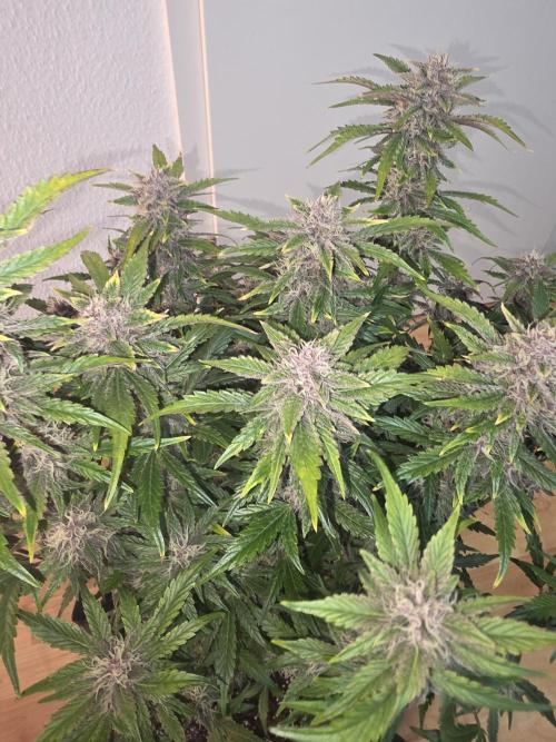 Fastbud Auto Mixed Zelt. Week 9