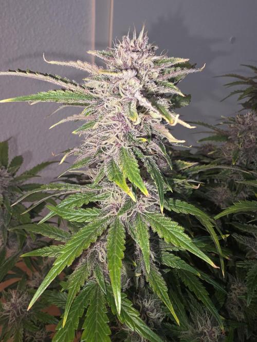 Fastbud Auto Mixed Zelt. Week 9