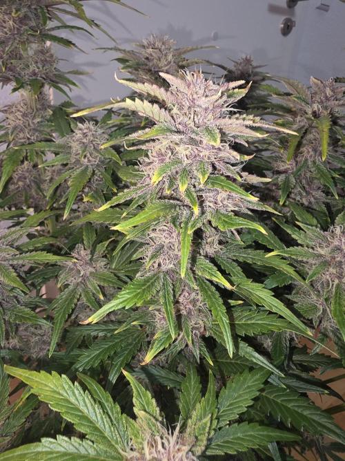 Fastbud Auto Mixed Zelt. Week 9