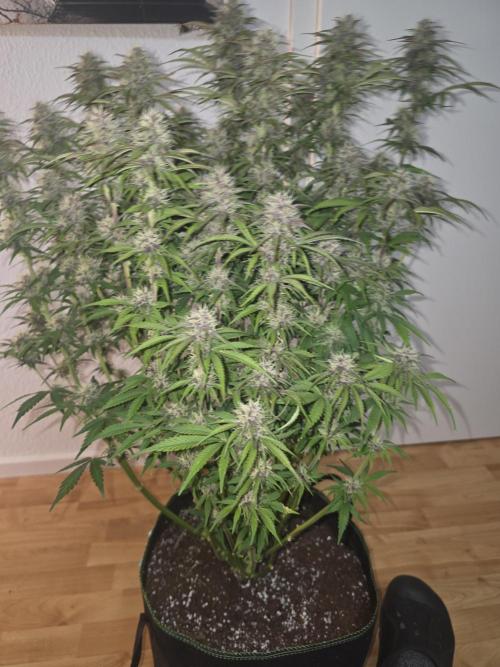 Fastbud Auto Mixed Zelt. Week 9