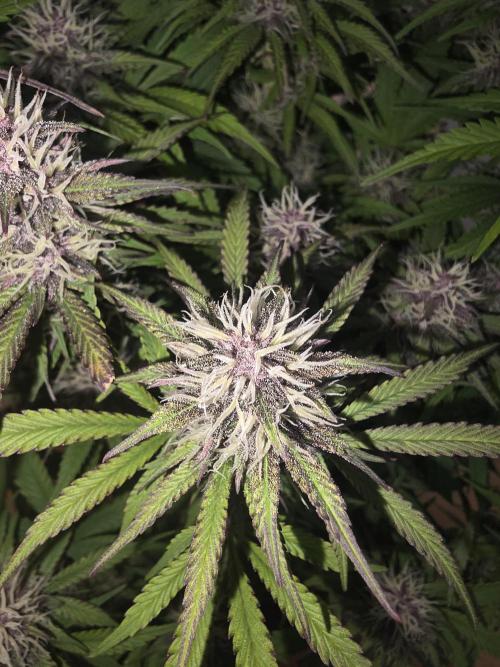 Fastbud Auto Mixed Zelt. Week 9