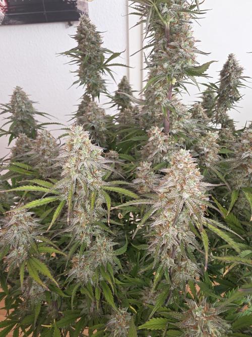 Fastbud Auto Mixed Zelt. Week 10