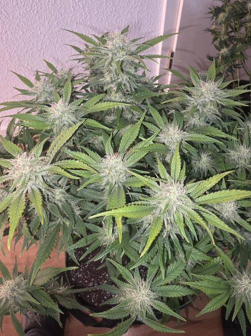 Fastbud Auto Mixed Zelt. Week 10