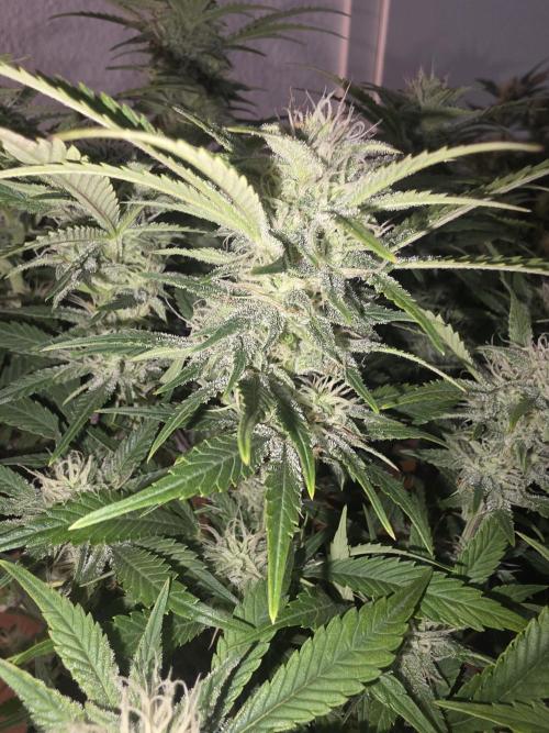 Fastbud Auto Mixed Zelt. Week 10