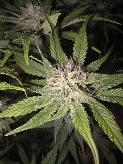 Fastbud Auto Mixed Zelt. Week 10