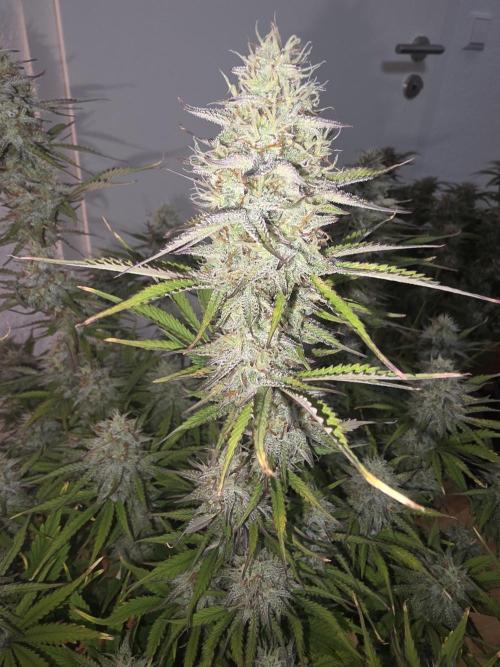 Fastbud Auto Mixed Zelt. Week 10