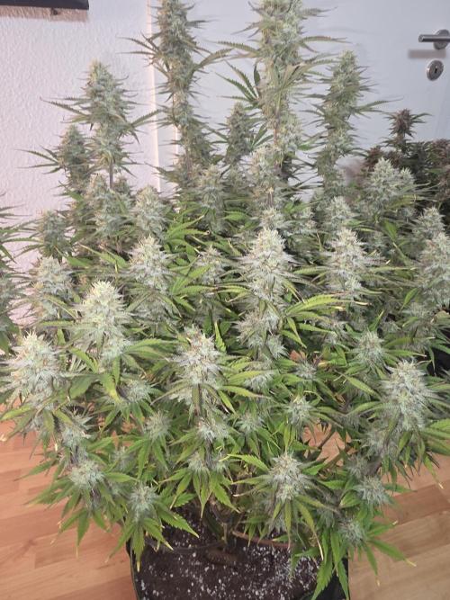 Fastbud Auto Mixed Zelt. Week 10