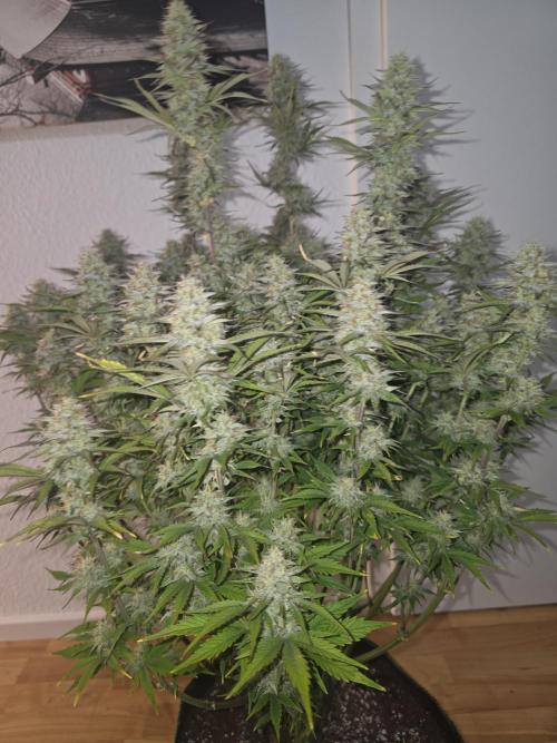 Fastbud Auto Mixed Zelt. Week 10