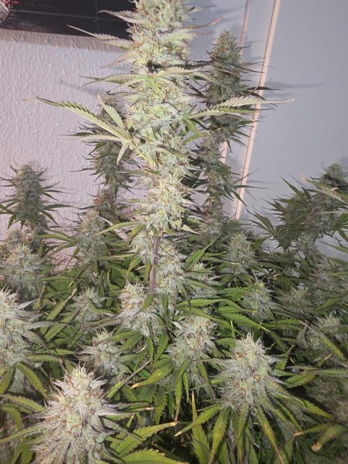 Fastbud Auto Mixed Zelt. Week 10