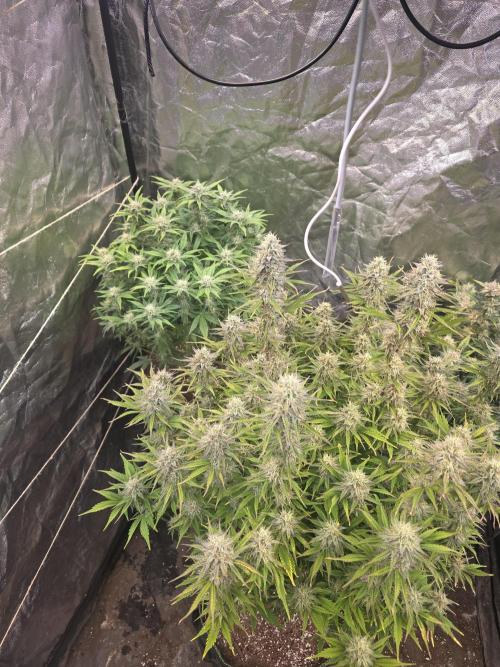 Fastbud Auto Mixed Zelt. Week 10