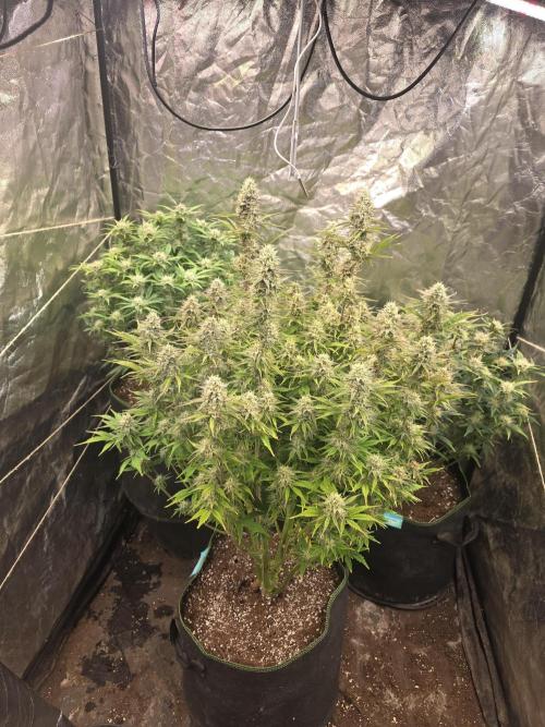 Fastbud Auto Mixed Zelt. Week 10