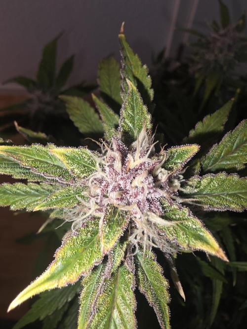 Fastbud Auto Mixed Zelt. Week 10