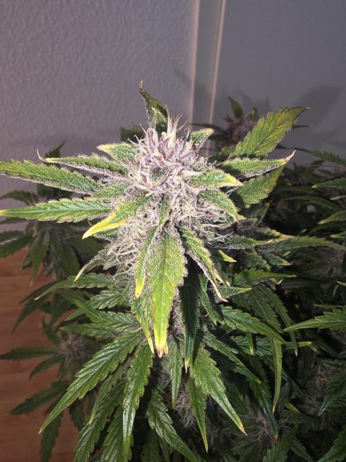 Fastbud Auto Mixed Zelt. Week 10