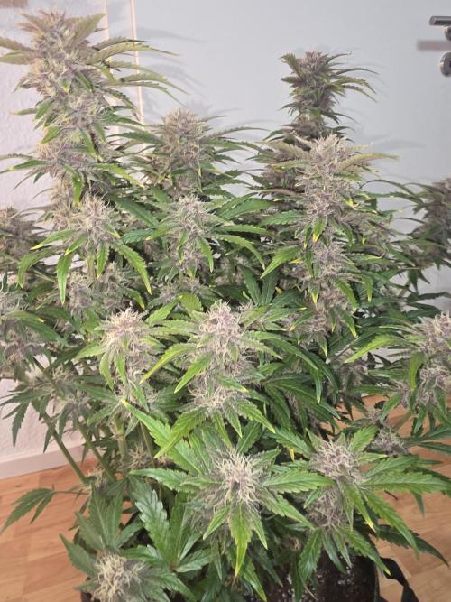 Fastbud Auto Mixed Zelt. Week 10