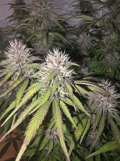 Fastbud Auto Mixed Zelt. Week 10