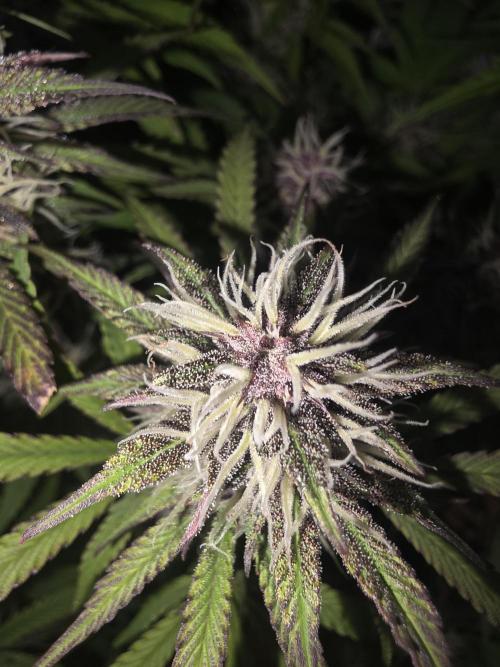 Fastbud Auto Mixed Zelt. Week 10