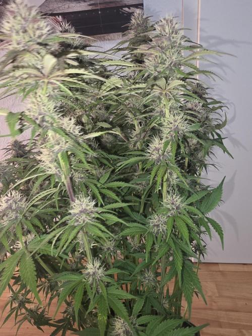 Fastbud Auto Mixed Zelt. Week 10