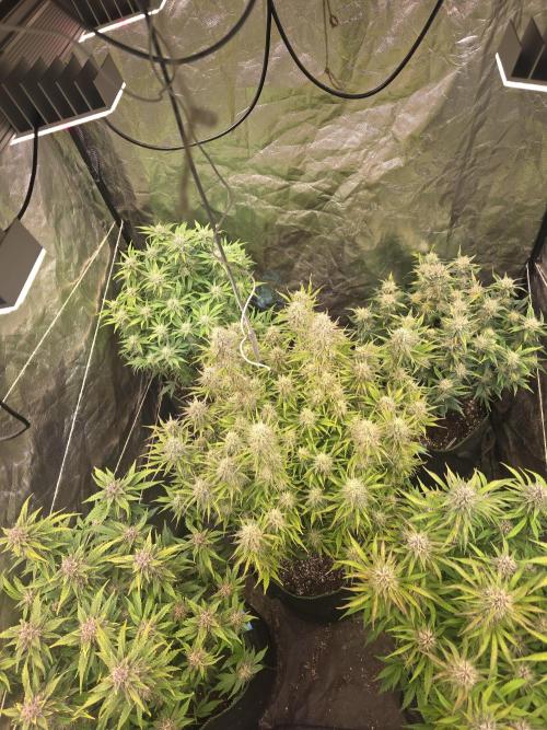 Fastbud Auto Mixed Zelt. Week 10