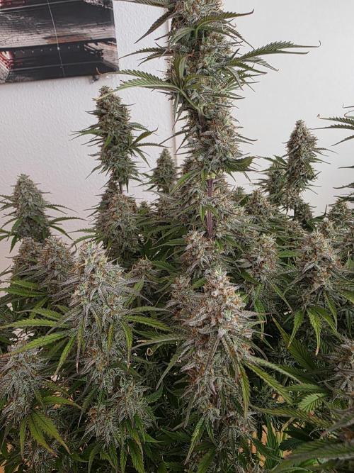 Fastbud Auto Mixed Zelt. Week 10