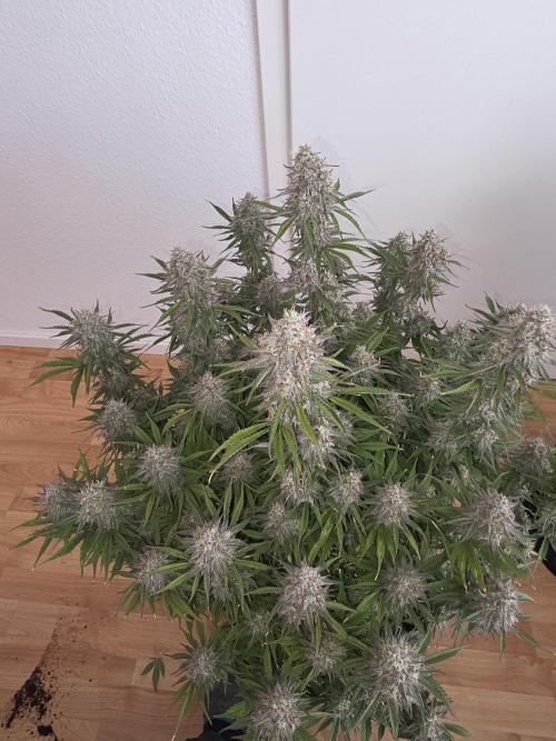 Fastbud Auto Mixed Zelt. Week 10