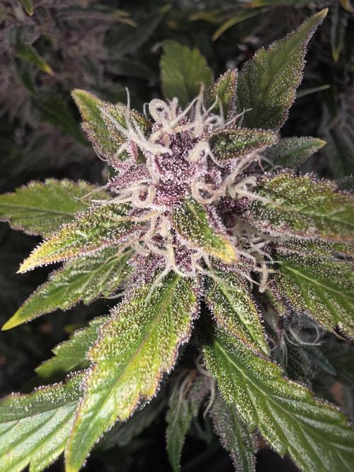 Fastbud Auto Mixed Zelt. Week 10