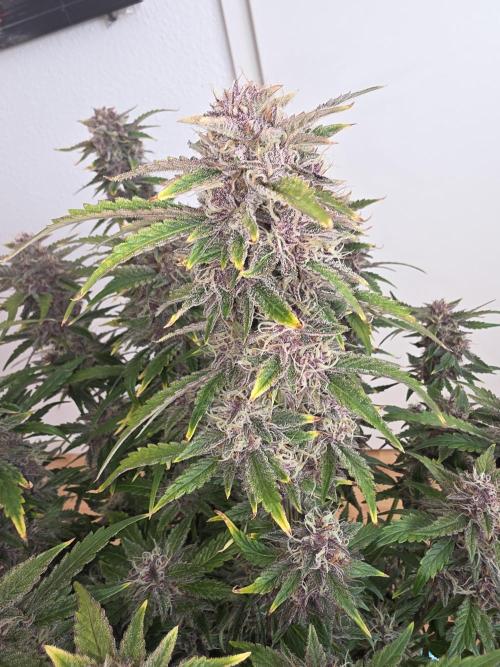 Fastbud Auto Mixed Zelt. Week 10