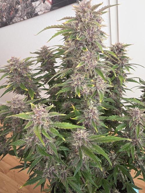 Fastbud Auto Mixed Zelt. Week 10