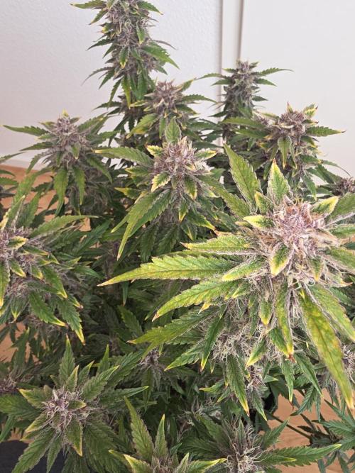 Fastbud Auto Mixed Zelt. Week 10