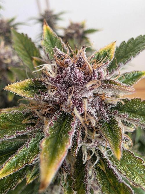 Fastbud Auto Mixed Zelt. Week 10