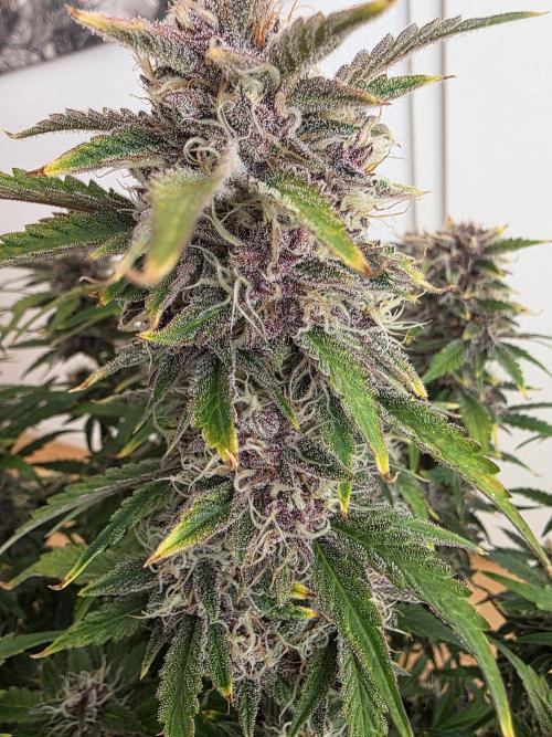 Fastbud Auto Mixed Zelt. Week 10