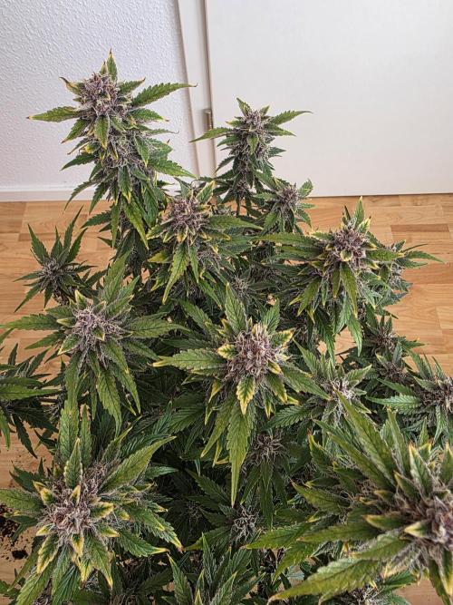 Fastbud Auto Mixed Zelt. Week 10