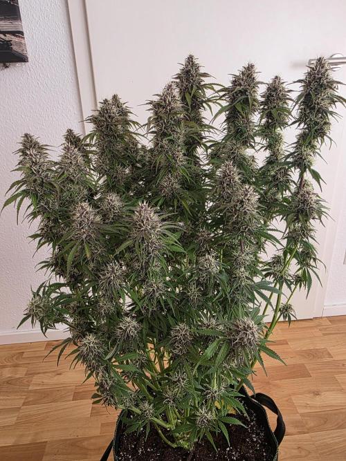 Fastbud Auto Mixed Zelt. Week 10