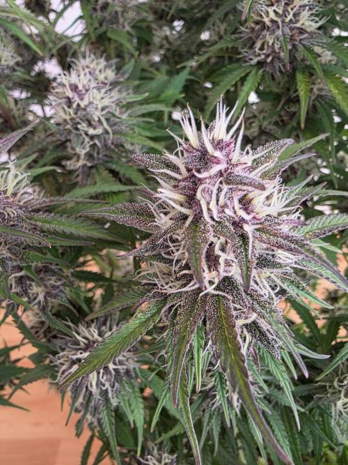 Fastbud Auto Mixed Zelt. Week 10