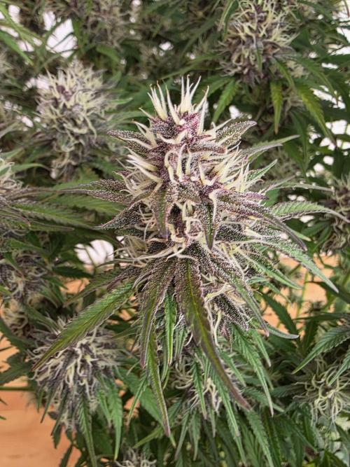 Fastbud Auto Mixed Zelt. Week 10