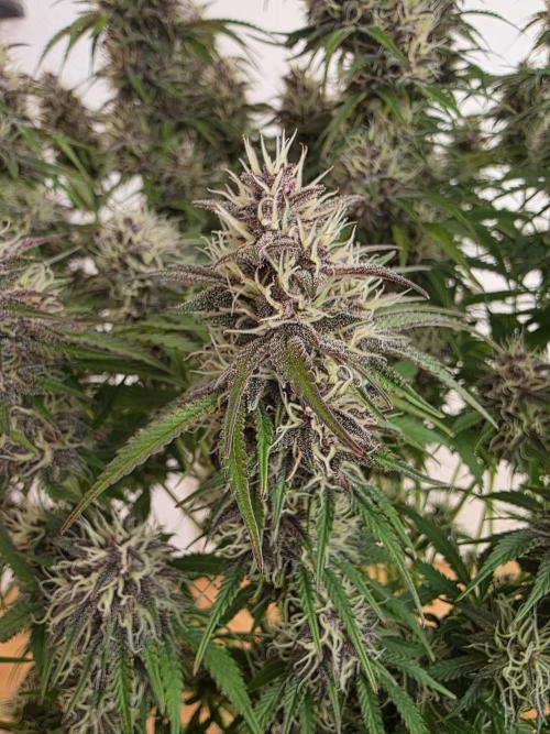 Fastbud Auto Mixed Zelt. Week 10